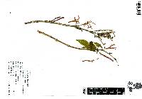 Anisacanthus pumilus image