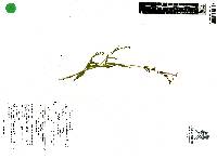 Anisacanthus quadrifidus image