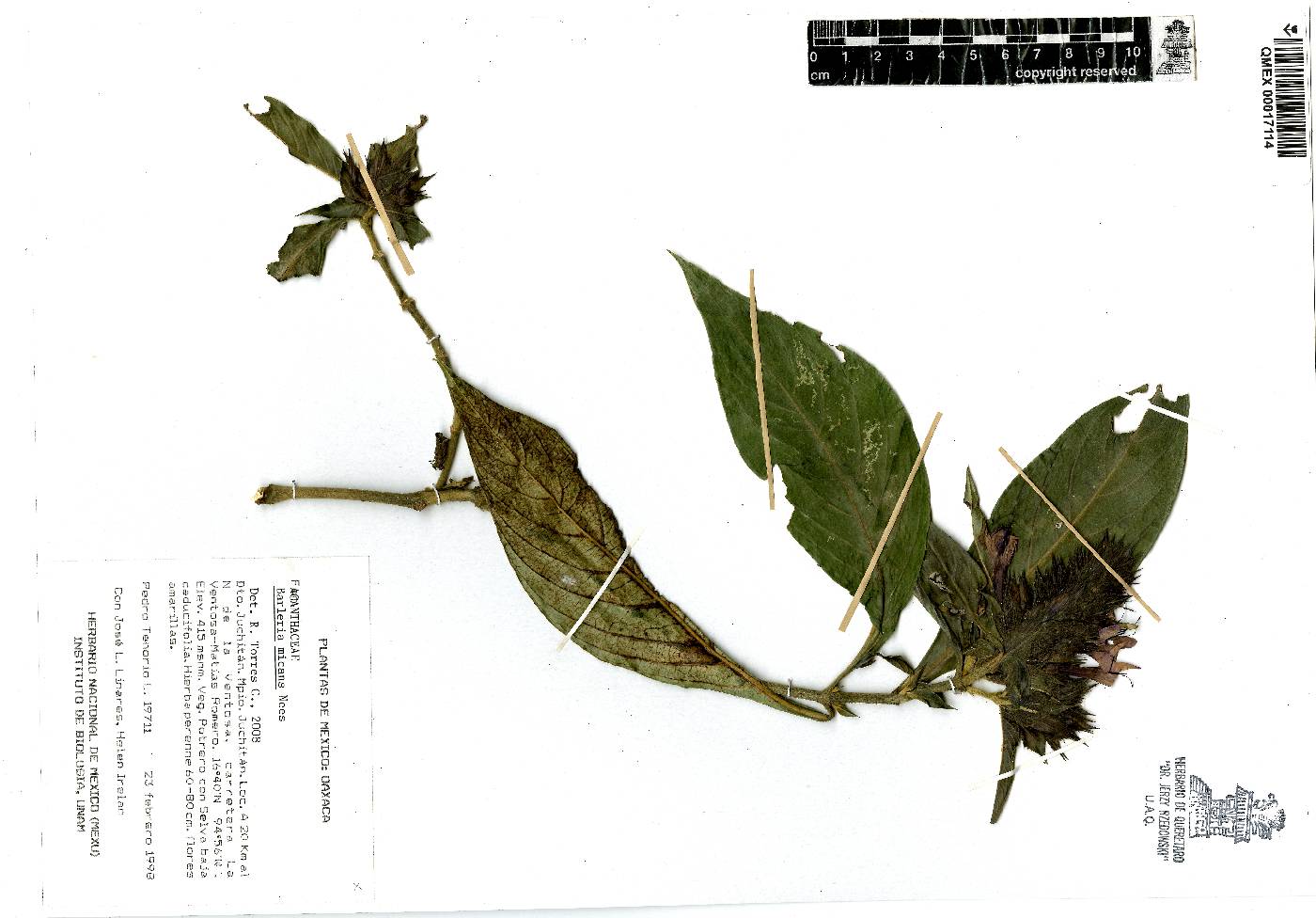 Barleria micans image