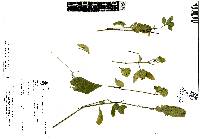 Blechum pyramidatum image