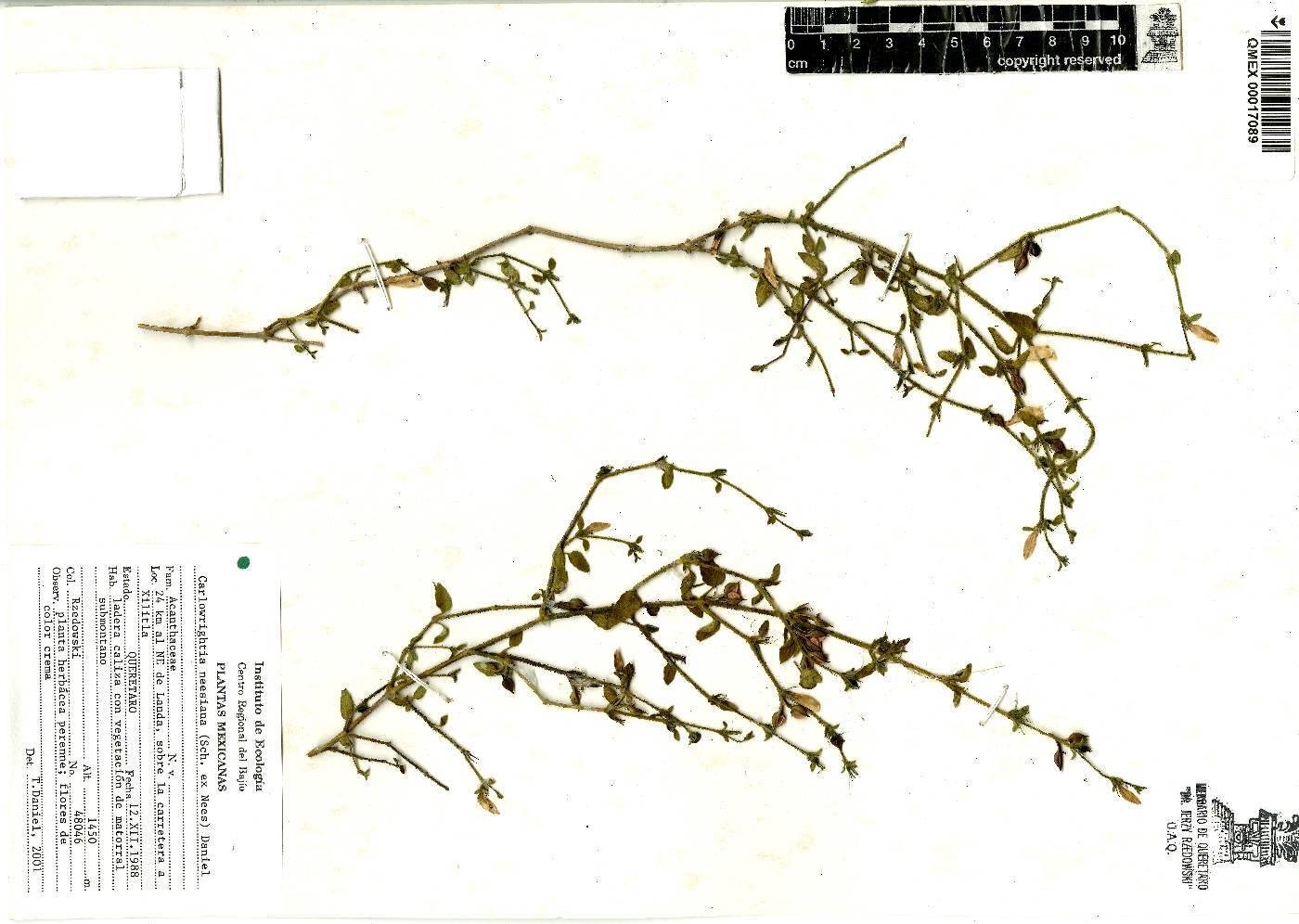 Carlowrightia neesiana image