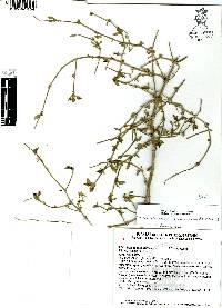 Carlowrightia neesiana image