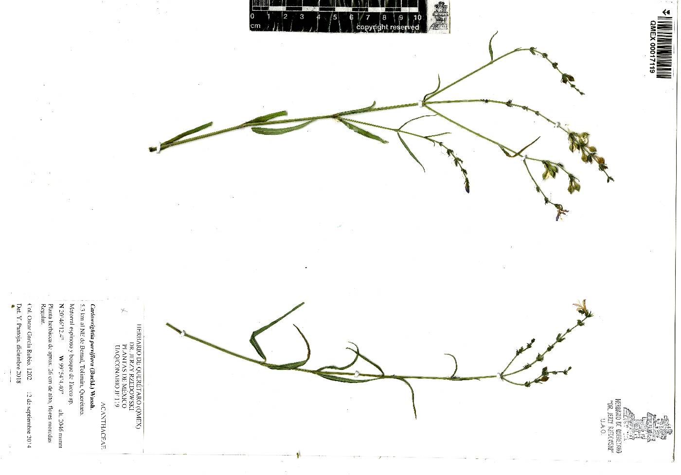 Carlowrightia parviflora image