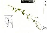 Carlowrightia parviflora image