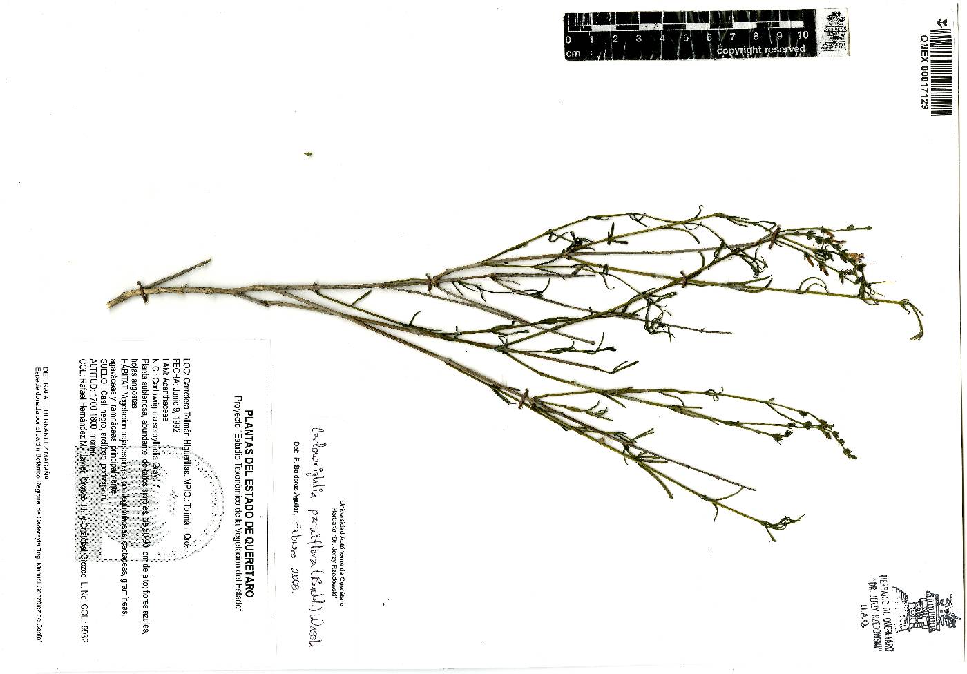 Carlowrightia parviflora image