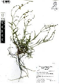 Carlowrightia parviflora image