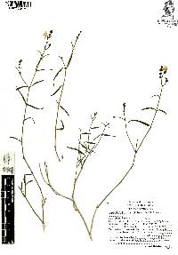 Carlowrightia parviflora image