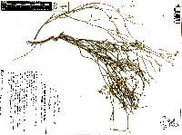 Carlowrightia parviflora image