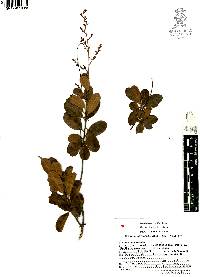 Cotinus carranzae image