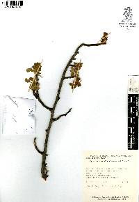 Cyrtocarpa edulis image