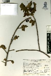 Cyrtocarpa procera image