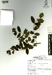 Cyrtocarpa procera image