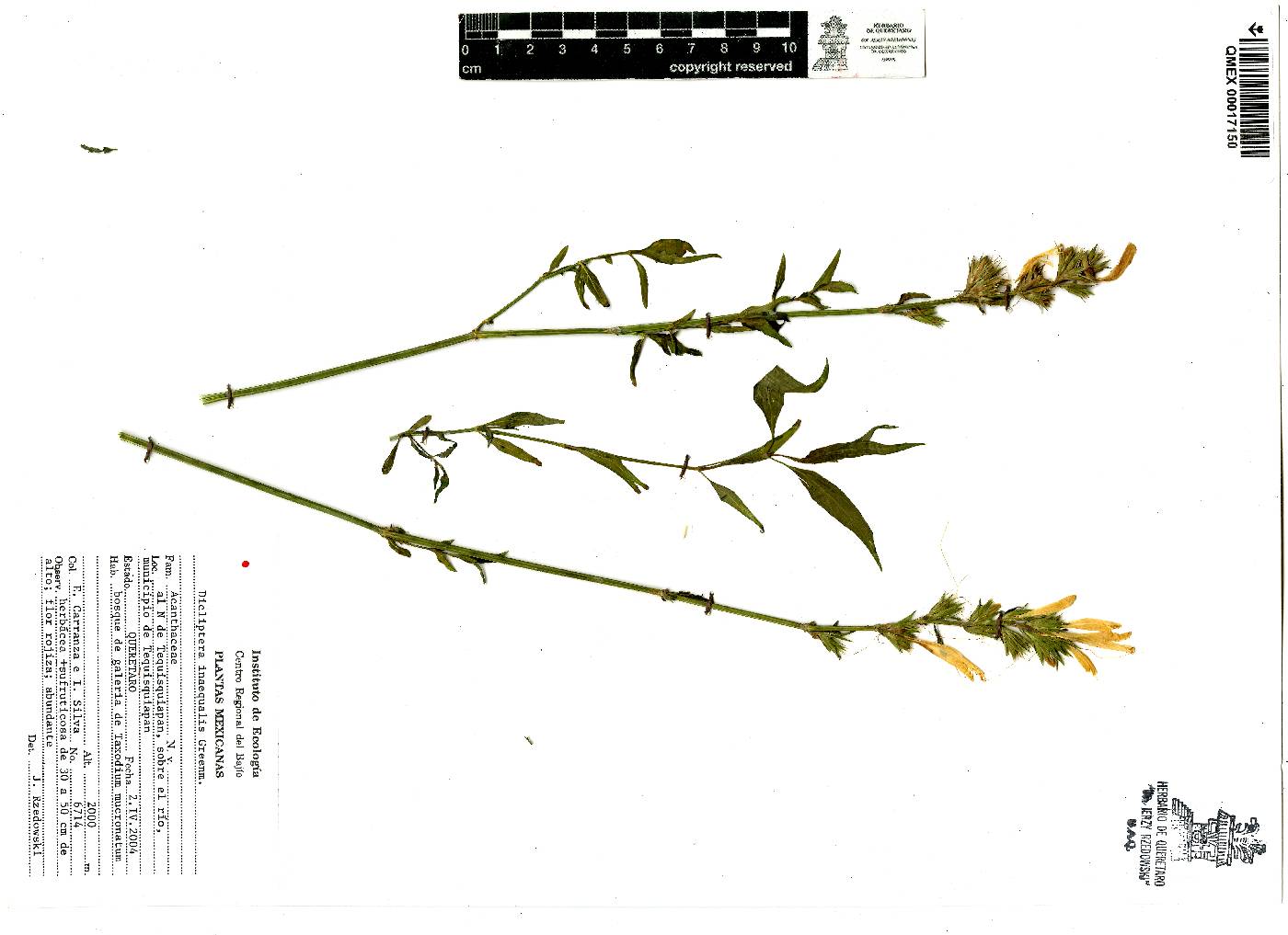 Dicliptera inaequalis image