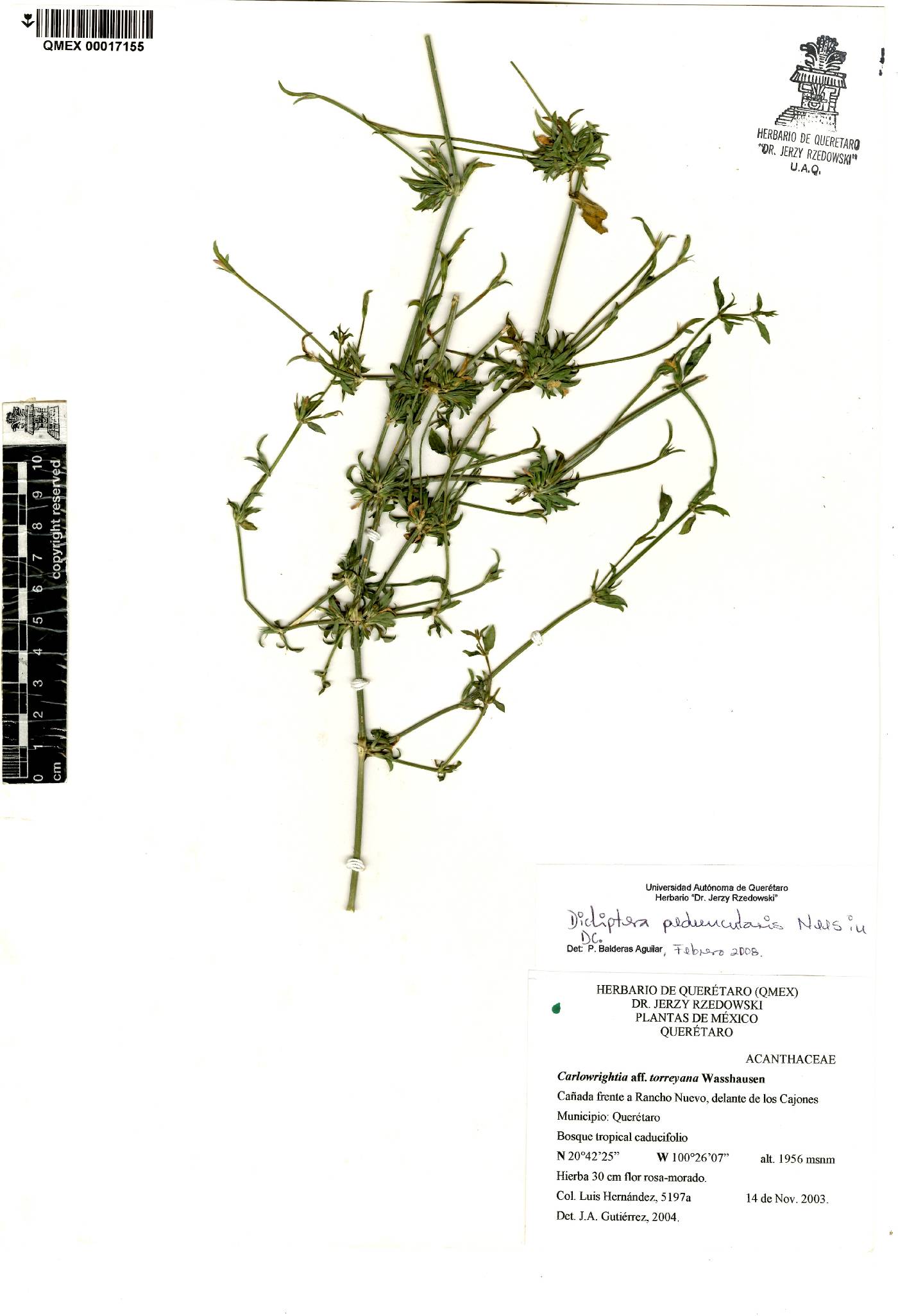 Dicliptera peduncularis image