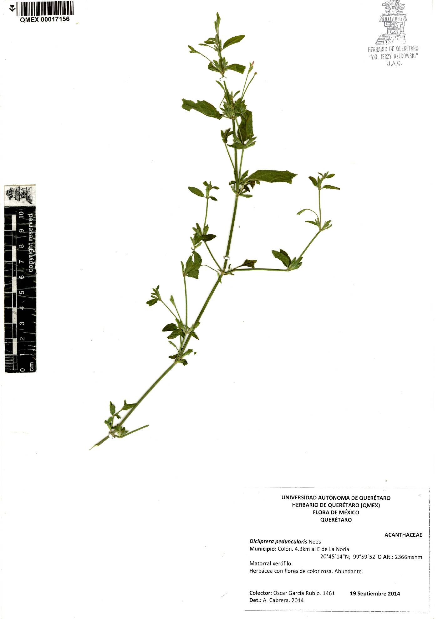 Dicliptera peduncularis image