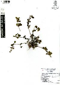 Dyschoriste microphylla image