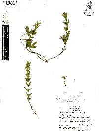 Dyschoriste microphylla image