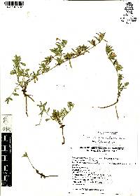 Dyschoriste microphylla image