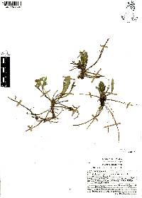 Elytraria bromoides image