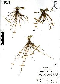 Elytraria bromoides image