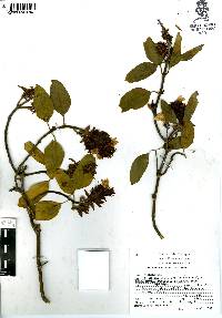 Hoverdenia speciosa image