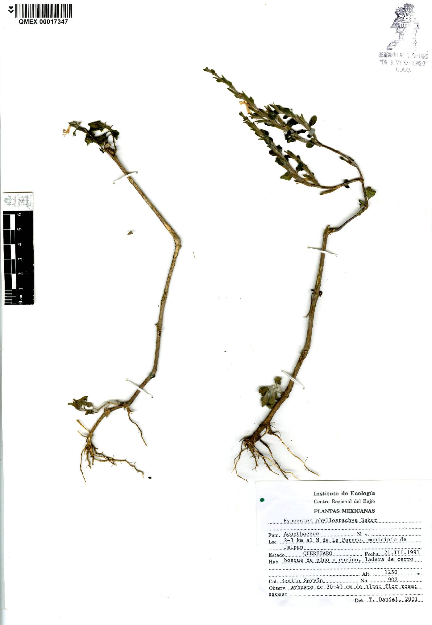 Hypoestes phyllostachya image