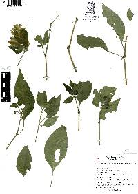 Justicia brandegeeana image