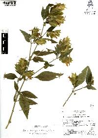 Justicia brandegeeana image