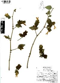 Justicia brandegeeana image