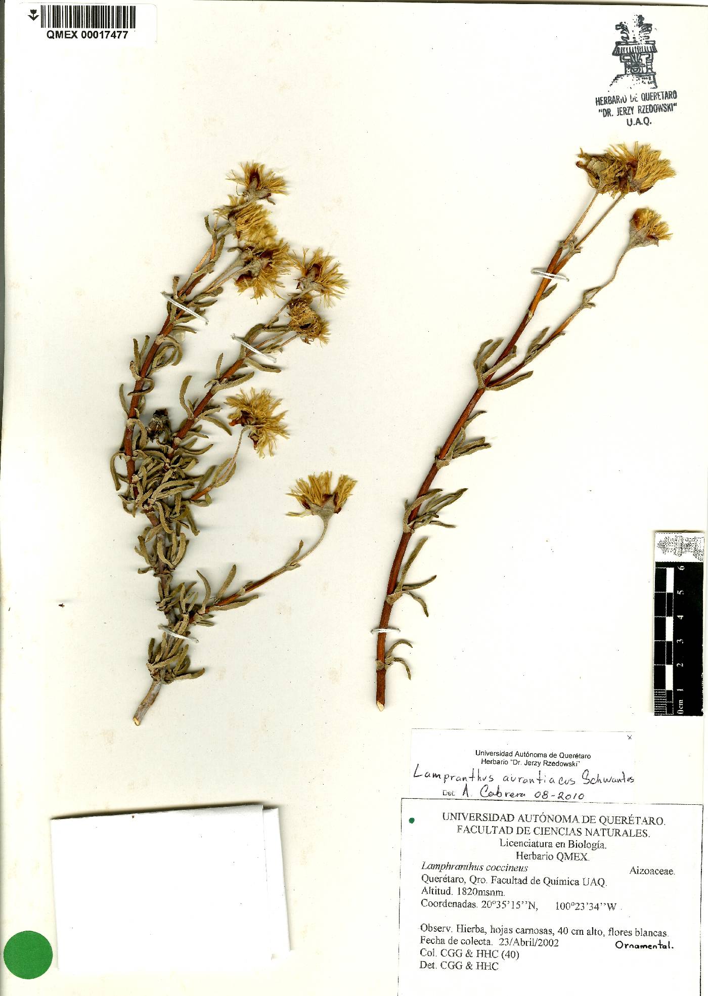 Lampranthus aurantiacus image