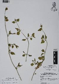 Aptenia cordifolia image