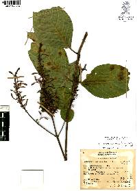 Odontonema cuspidatum image