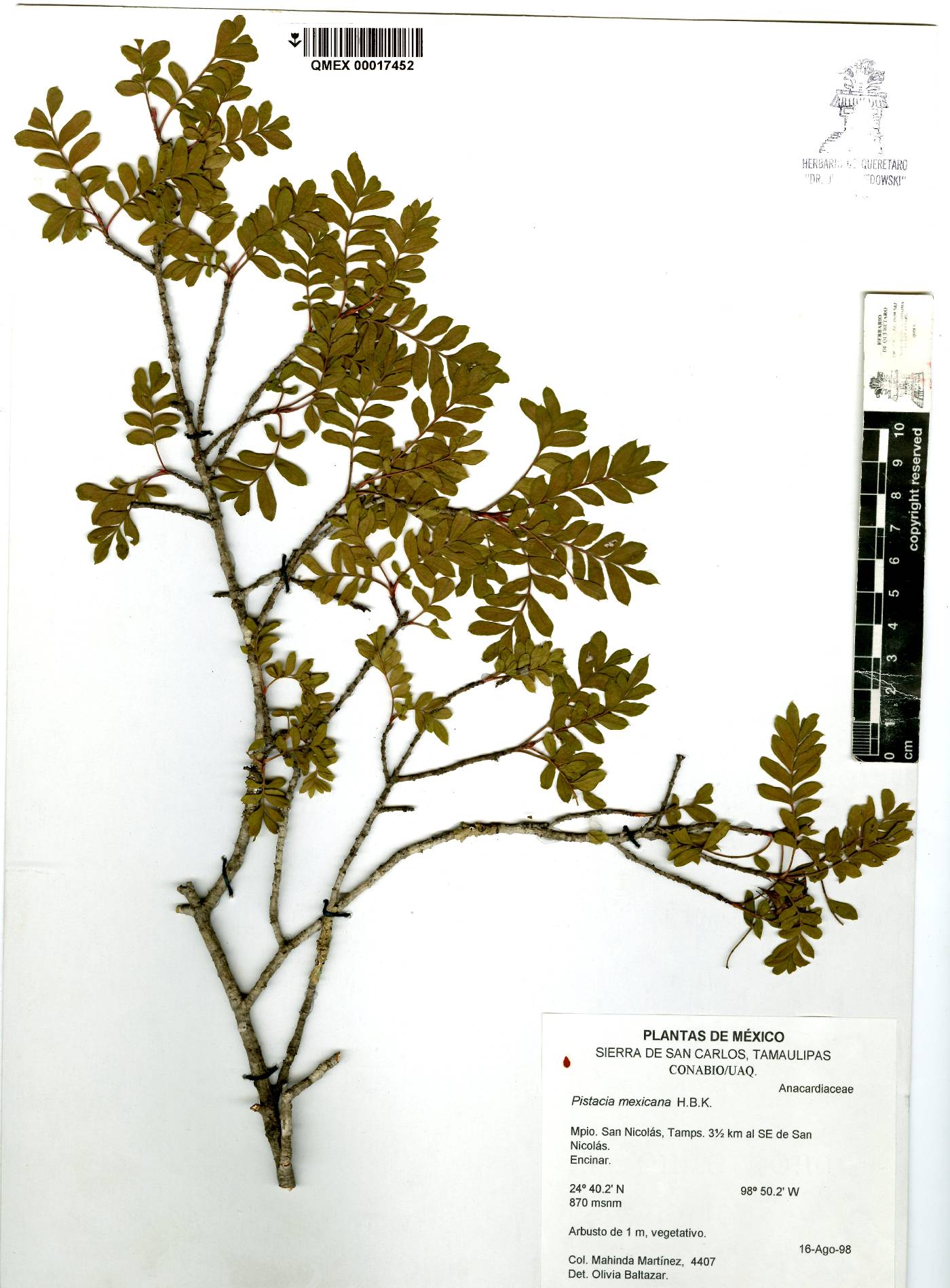 Pistacia mexicana image