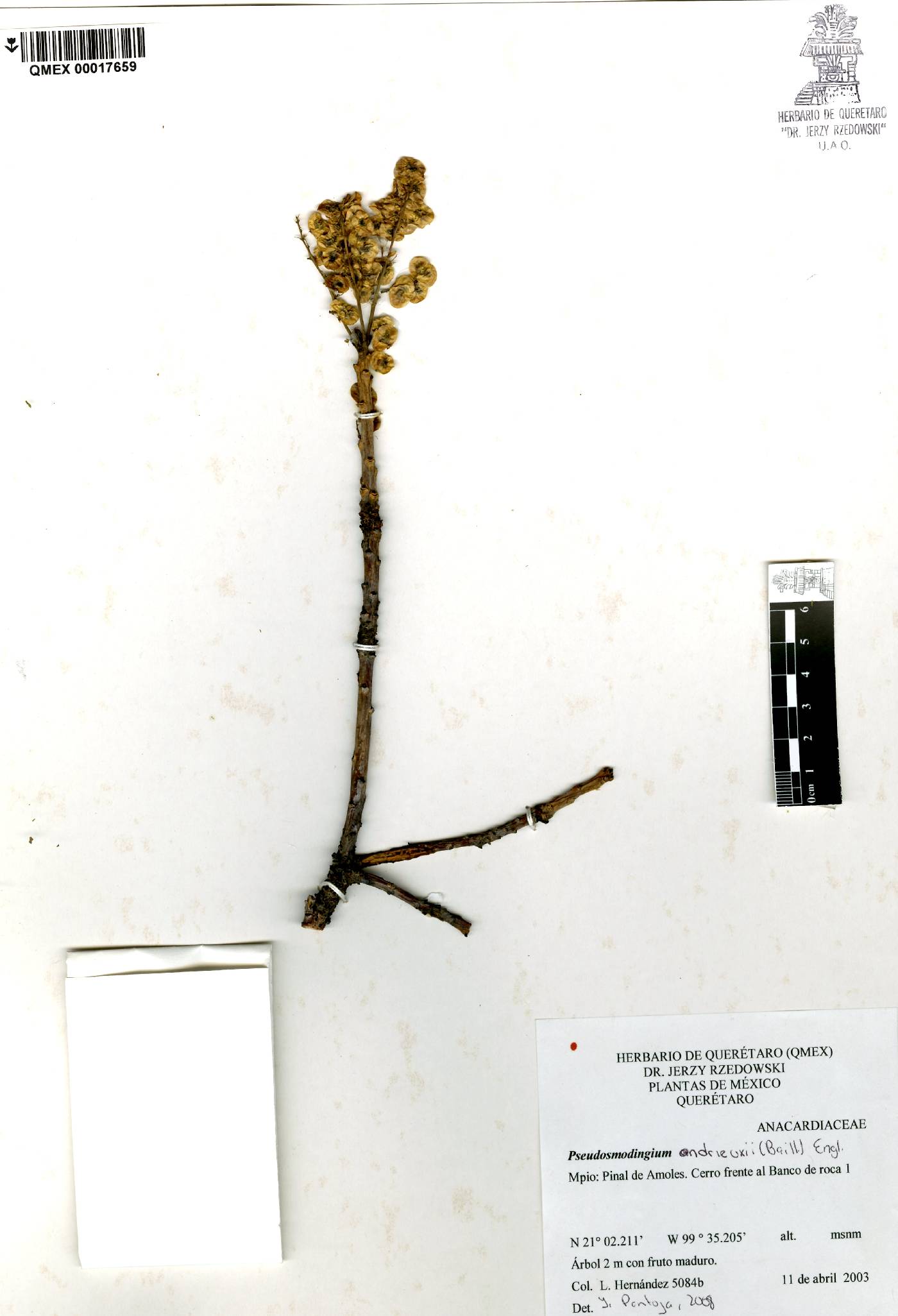 Pseudosmodingium andrieuxii image