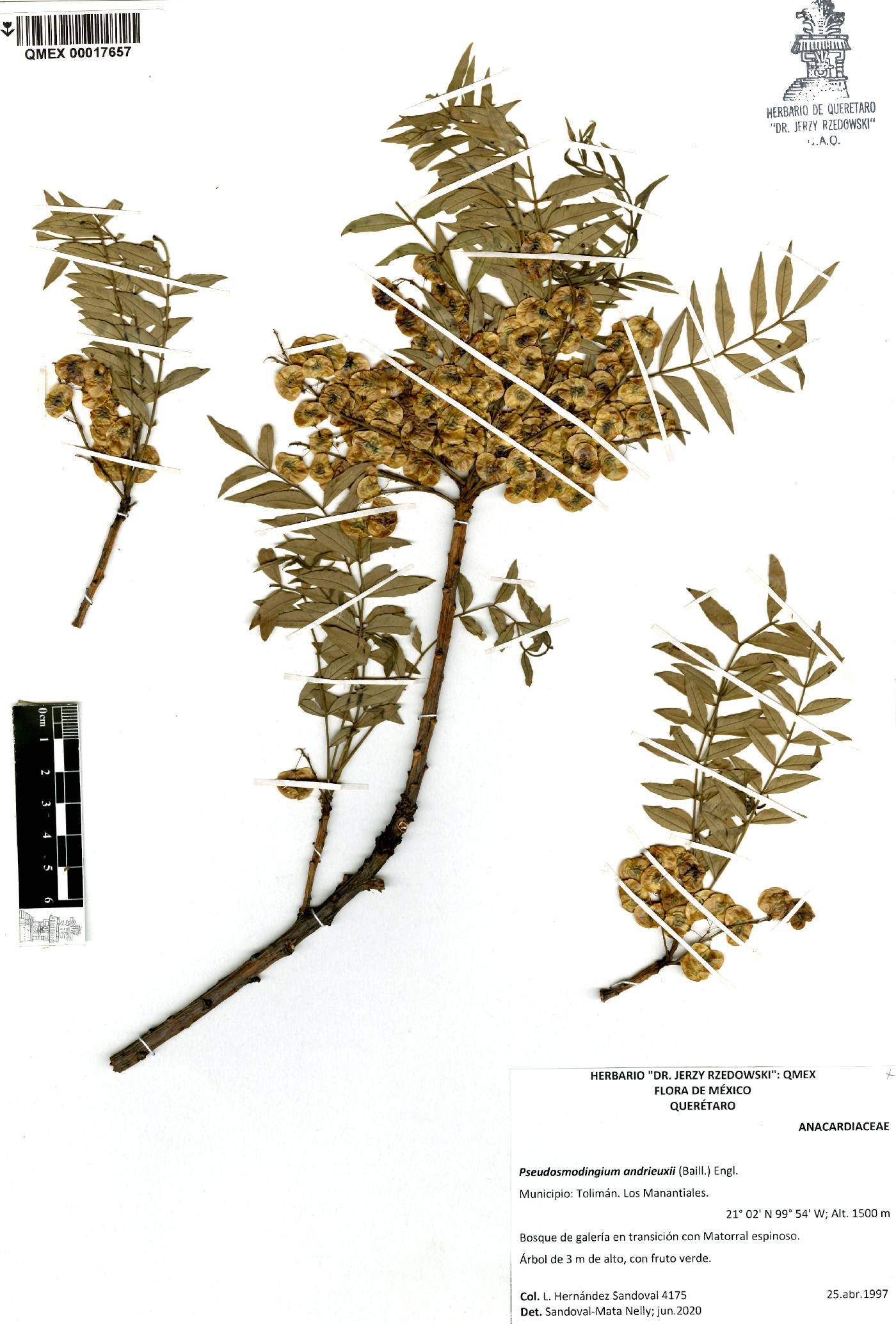 Pseudosmodingium andrieuxii image