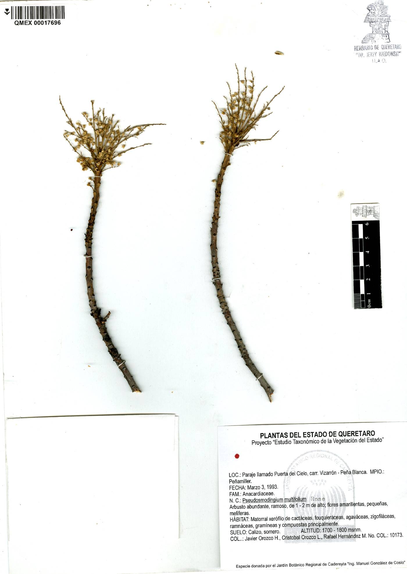 Pseudosmodingium multifolium image