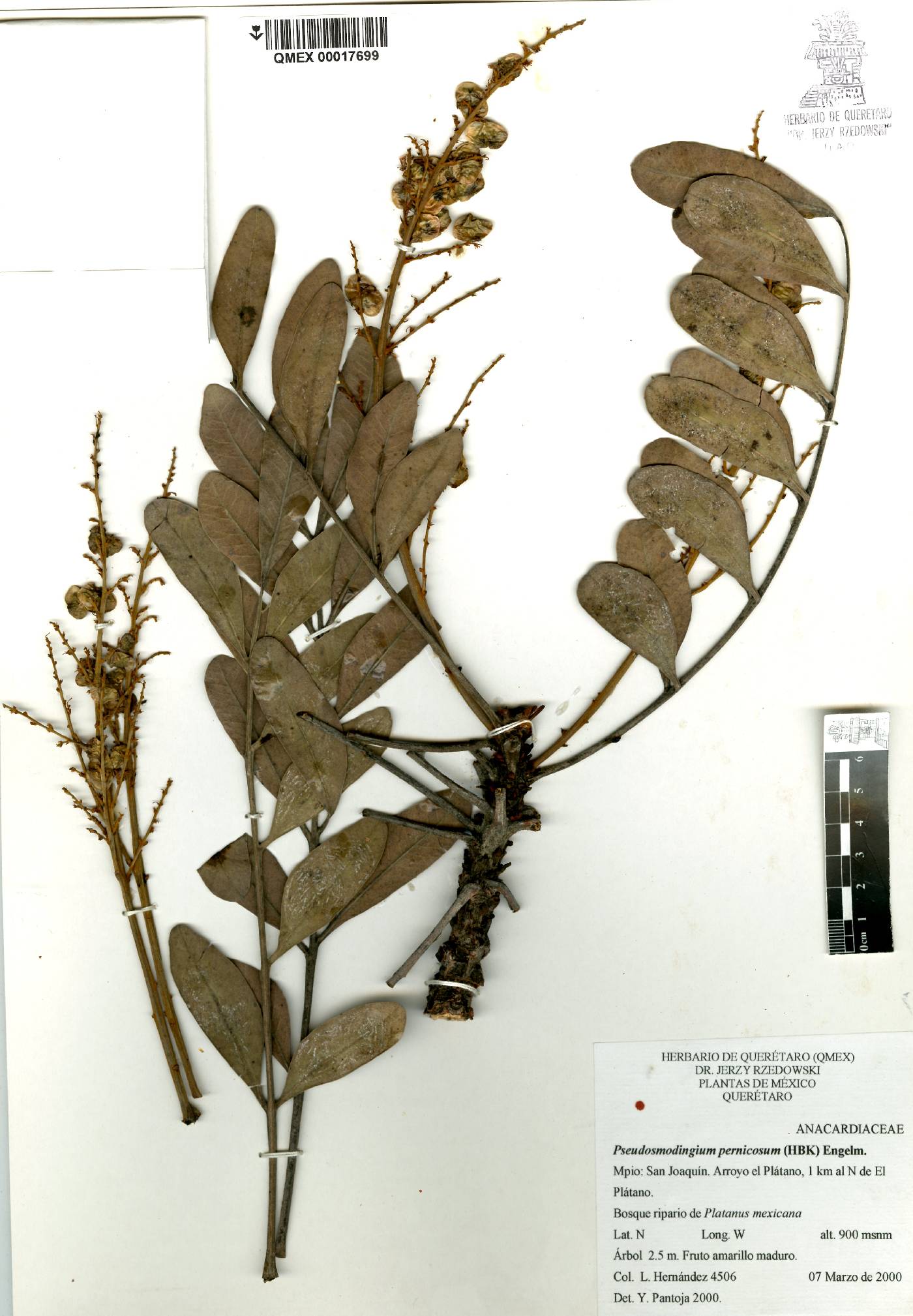 Pseudosmodingium image