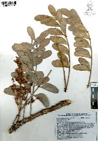 Pseudosmodingium perniciosum image