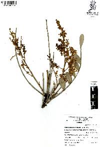 Pseudosmodingium virletii image