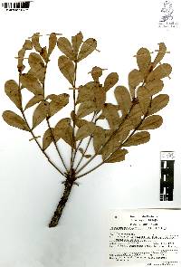 Pseudosmodingium virletii image