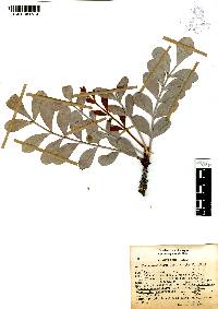 Pseudosmodingium virletii image