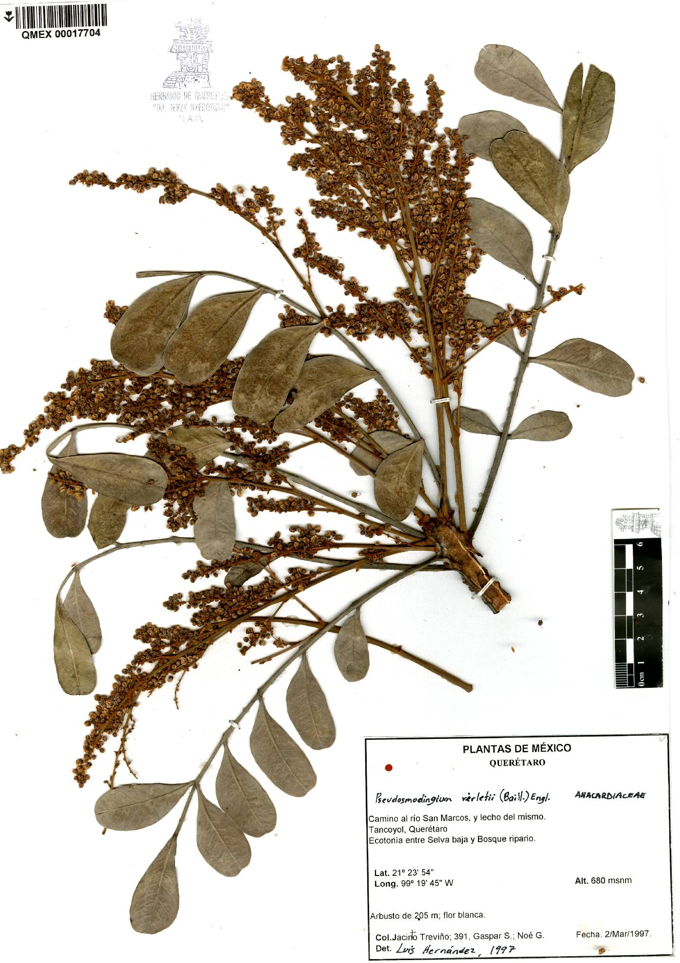 Pseudosmodingium image