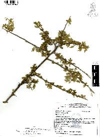 Rhus microphylla image