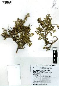 Rhus microphylla image