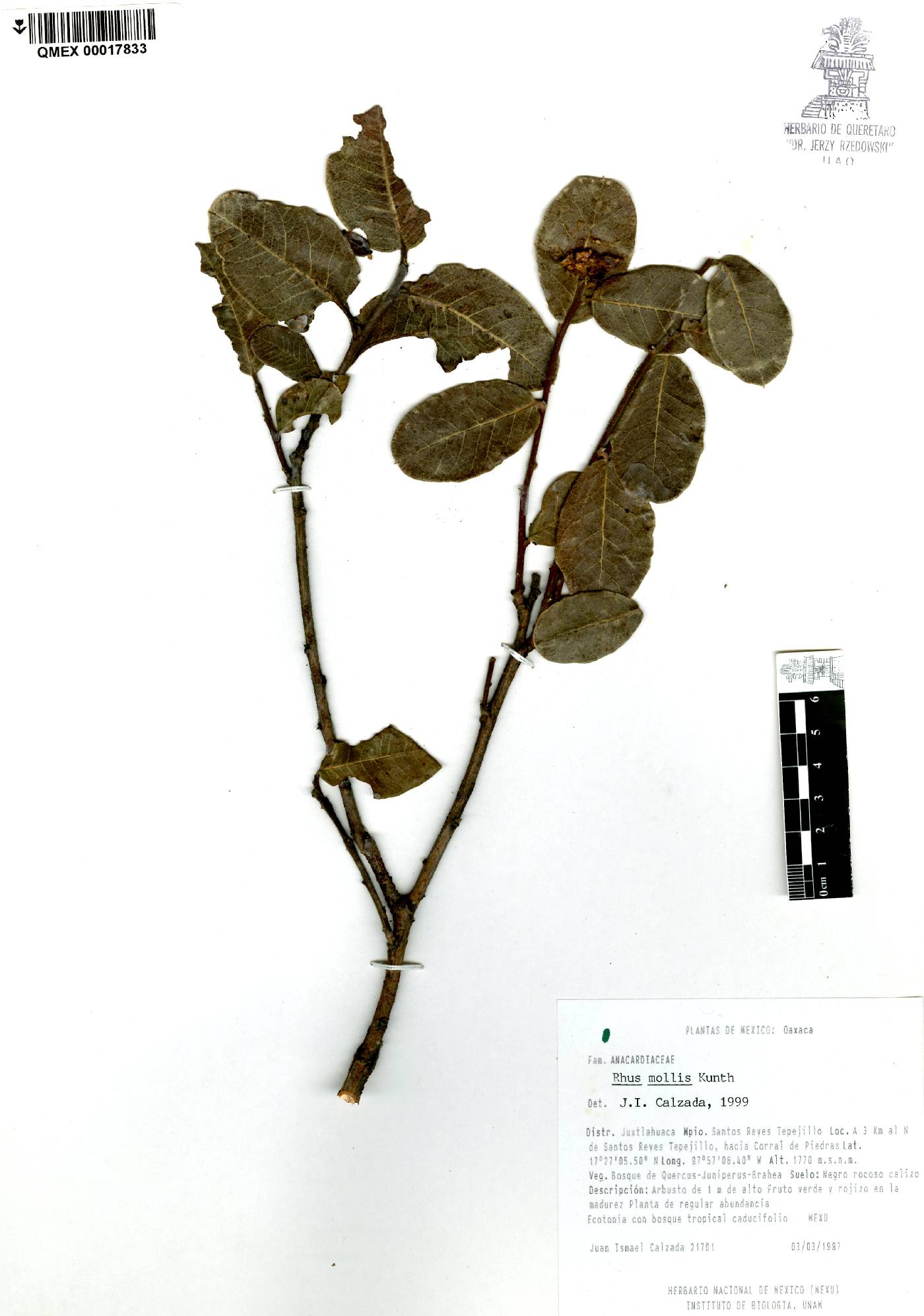 Rhus mollis image