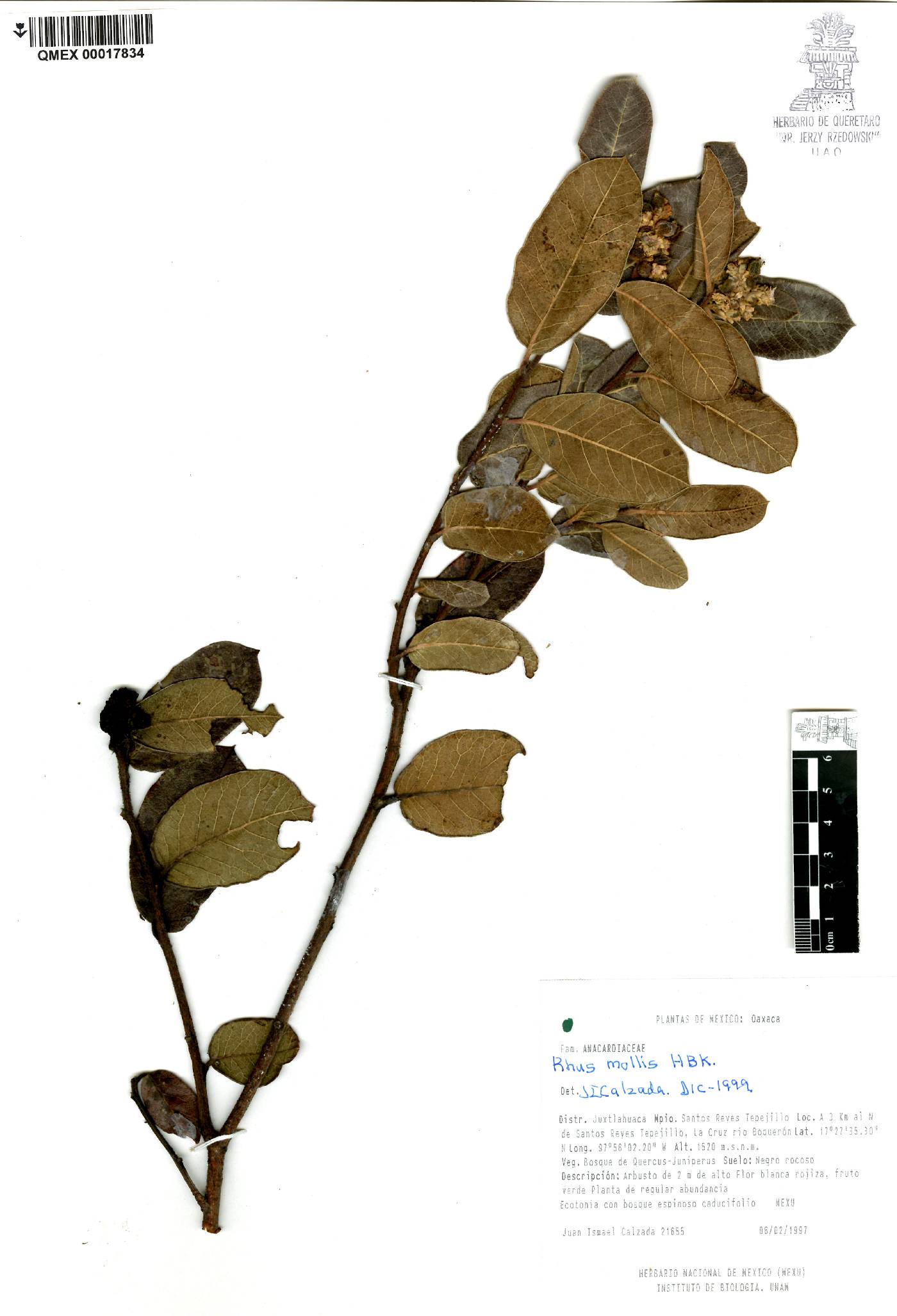 Rhus mollis image