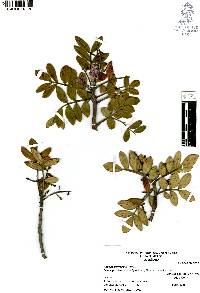 Rhus pachyrrhachis image