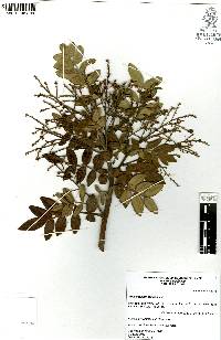 Rhus pachyrrhachis image