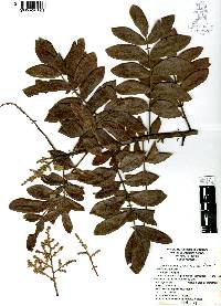 Rhus pachyrrhachis image