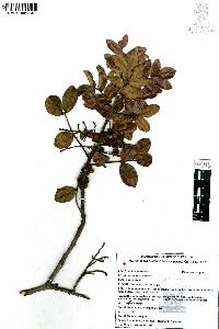 Rhus pachyrrhachis image